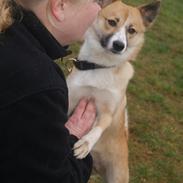 Islandsk fårehund Leika