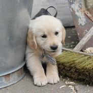 Golden retriever Luna