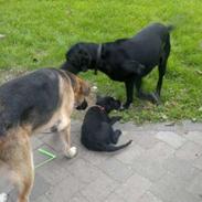 Blanding af racer Oggy