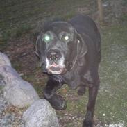 Blanding af racer Oggy