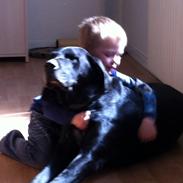 Blanding af racer Oggy