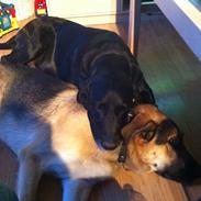 Blanding af racer Oggy