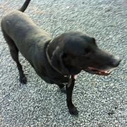 Blanding af racer Oggy