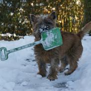 Cairn terrier Cale Hill's Mac.