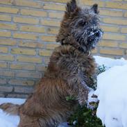 Cairn terrier Cale Hill's Mac.