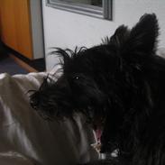 Cairn terrier simba