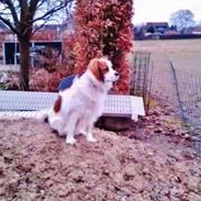 Blanding af racer Teddy