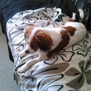 Blanding af racer Teddy