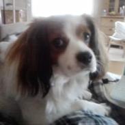 Blanding af racer Teddy