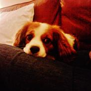 Blanding af racer Teddy