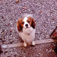 Blanding af racer Teddy