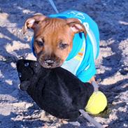 Staffordshire bull terrier Niño