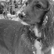 Cocker spaniel Luna