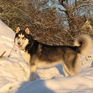 Siberian husky Misha