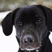 Labrador retriever Sophie *ludty*  [ lobes labrdor knirke]