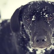 Labrador retriever Sophie *ludty*  [ lobes labrdor knirke]