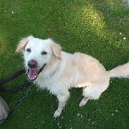 Blanding af racer Jarko