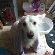 Blanding af racer Jarko