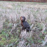 Blanding af racer Eddie