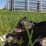 Blanding af racer Zuki