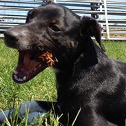 Blanding af racer Zuki