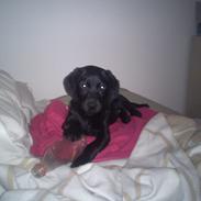 Labrador retriever nala