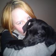 Labrador retriever nala