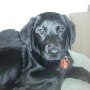 Labrador retriever nala