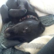 Labrador retriever nala