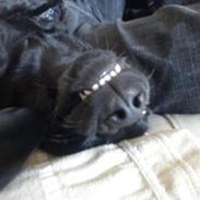 Labrador retriever nala