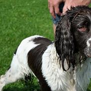 Engelsk springer spaniel Arki