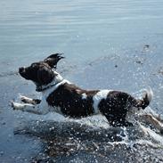 Engelsk springer spaniel Arki
