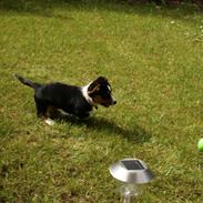 Welsh corgi cardigan Alfie