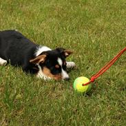 Welsh corgi cardigan Alfie