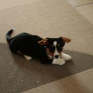 Welsh corgi cardigan Alfie