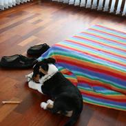 Welsh corgi cardigan Alfie