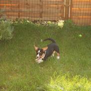 Welsh corgi cardigan Alfie