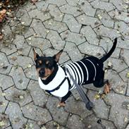 Dvaergpinscher Tyson