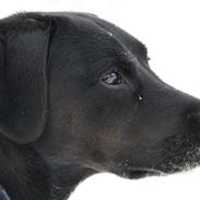 Blanding af racer Markus