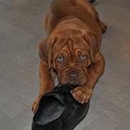 Dogue de bordeaux Siem Argos the guardian  ( Argo )