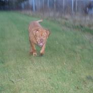 Dogue de bordeaux Siem Argos the guardian  ( Argo )