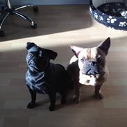 Fransk bulldog Bailey