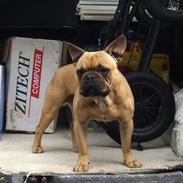 Fransk bulldog Bailey