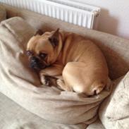 Fransk bulldog Bailey