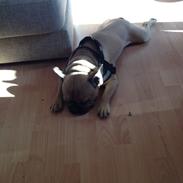Fransk bulldog Bailey