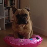 Fransk bulldog Bailey