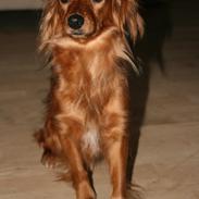 Blanding af racer Trunte