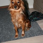 Blanding af racer Trunte