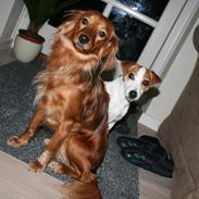 Blanding af racer Trunte