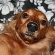 Blanding af racer Trunte